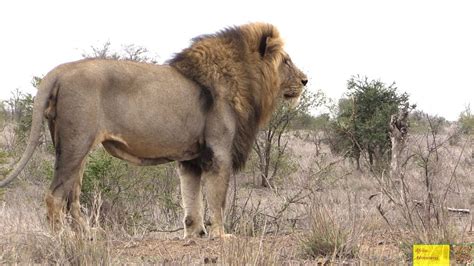 Lion Fever In Kruger National Park Youtube