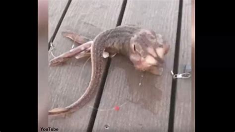 Watch Fisherman Catches Bizarre Mystery Creature Near Coney Island