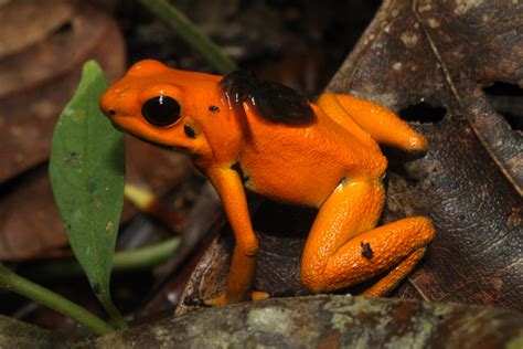 Just Touching This Beautiful Frog Can Be Deadly The Washington Post