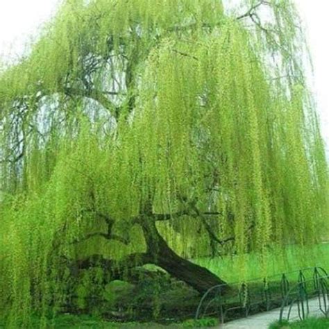 5 Bright Green Willow Tree Cuttings To Grow Weeping