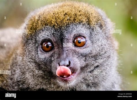 Funny Face Close Up Of Bamboo Lemur Sticking His Tongue Out Stock Photo