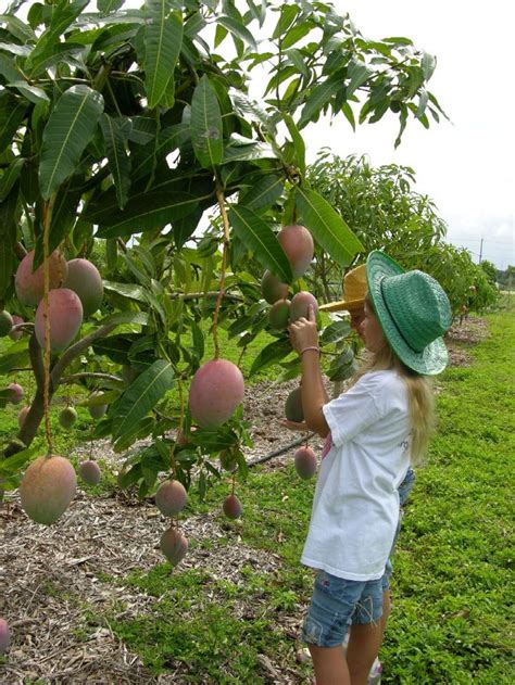 How To Grow A Mango Tree Fairchild Tropical Botanical Garden Mango