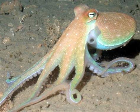 Octopus Vulgaris Polpo