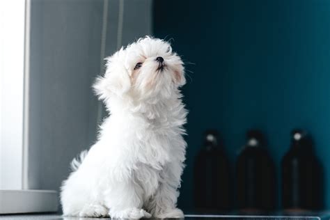 7 Dog Breeds That Look Like Puppies Their Entire Adorable Lives The