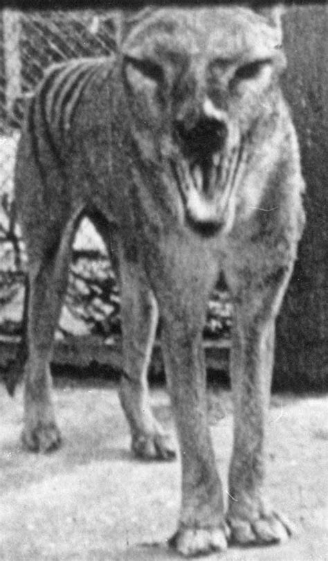 Is The Mysterious Tasmanian Tiger Really Extinct Live Science