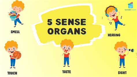 Sense Organs Five Senses Human Senses Sense Organs Name Sense