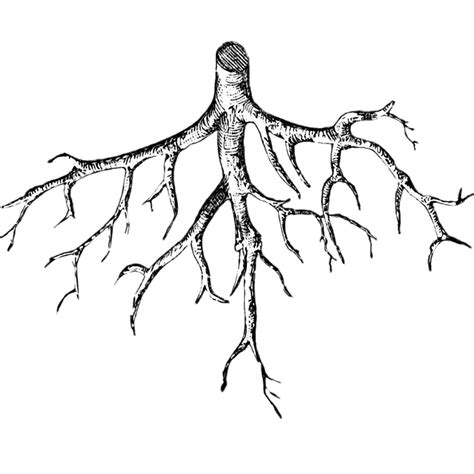 Roots Illustration Transparente Png Stickpng