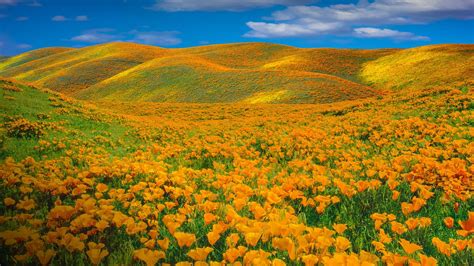 Wallpaper Id 124908 Nature Landscape Sky Clouds Flowers Valley