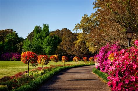 Free Images Landscape Tree Nature Forest Blossom Lawn