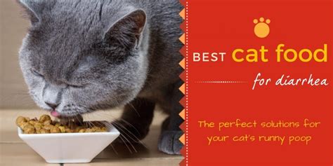 Best Cat Food For Diarrhea Of 2019 The Perfect Solution For Your Cats