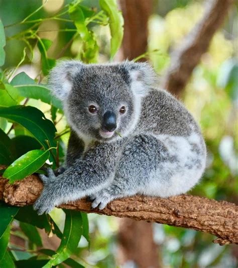 35 Fascinating Facts About Koalas Parenting Boss