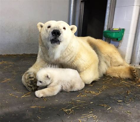 Les Deux Oursons Blancs Du Zoo Sauvage De Saint Félicien Se Portent