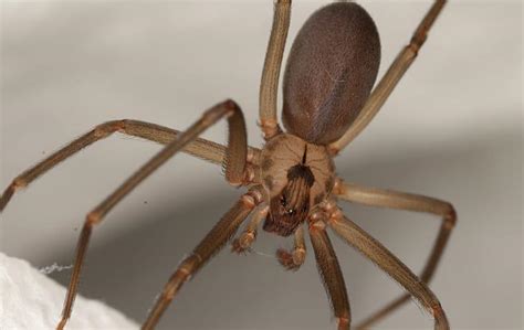 Mooresvilles Handy Guide To Brown Recluse Spiders