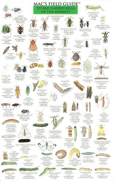 Macs Field Guide To Bad Garden Bugs Of The Midwest By Craig Macgowan