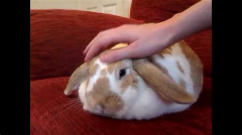 Bailey Bunny Giddy Up Half French Lop Rabbit Cutest Bunny In The