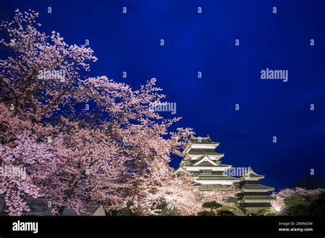 Matsumoto Castle And Cherry Blossoms Light Up Stock Photo Alamy