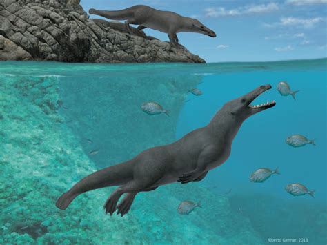 Fossil Found Of Ancient Four Legged Whale That Could Walk On Land