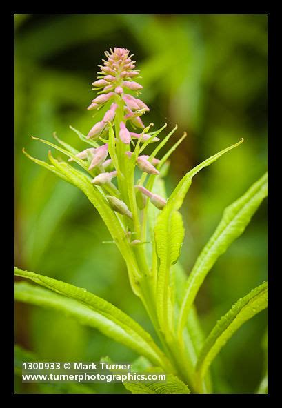 Chamerion Angustifolium Fireweed Wildflowers Of The Pacific Northwest