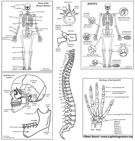 Skeletal System Expanded Bundle High School And College Downloadable Only