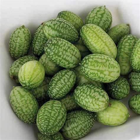 Cucamelon Melothria Error Category Record Not Available