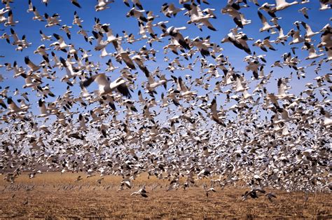 Top 171 Five Interesting Facts On Migration And Migratory Birds And