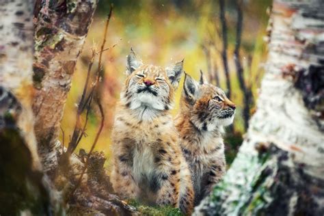 Animals Mammals Feline Lynx Wallpapers Hd Desktop And Mobile Backgrounds