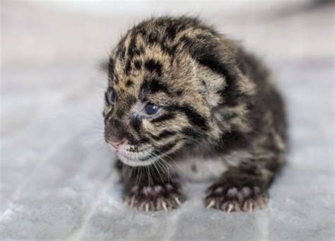 Tiny Claws Cutest Paw Clouded Leopard Baby Animals Baby Animals