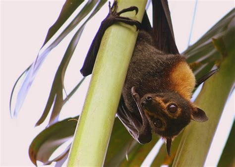 Fruit Bats Habitat Size Species And Diet With Pictures Animalspal