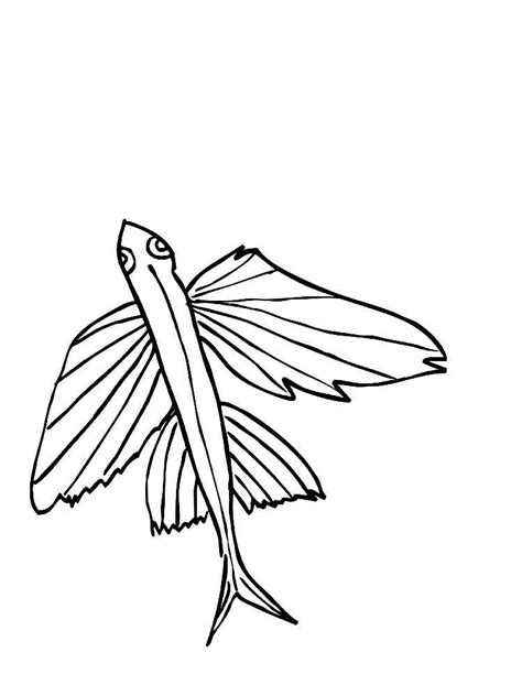 The picture you see is my digital photo of the real book page taken in natural light. Flying fish coloring pages. Download and print Flying fish ...