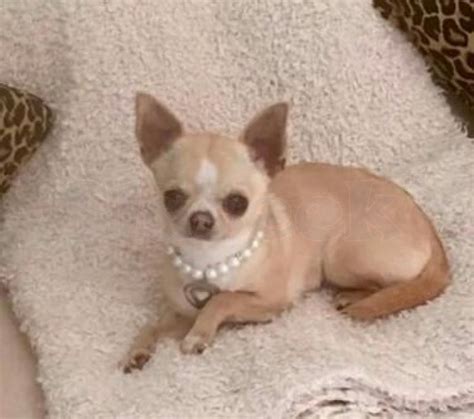 Here at daves teacup chihuahua puppies, adopt an apple head, long and short hair, toy teacup chihuahua puppies for sale teacup chihuahua for purebred akc registered chihuahua puppies available for adoption. Vaccinated Chihuahua Puppies for Adoption Central and ...