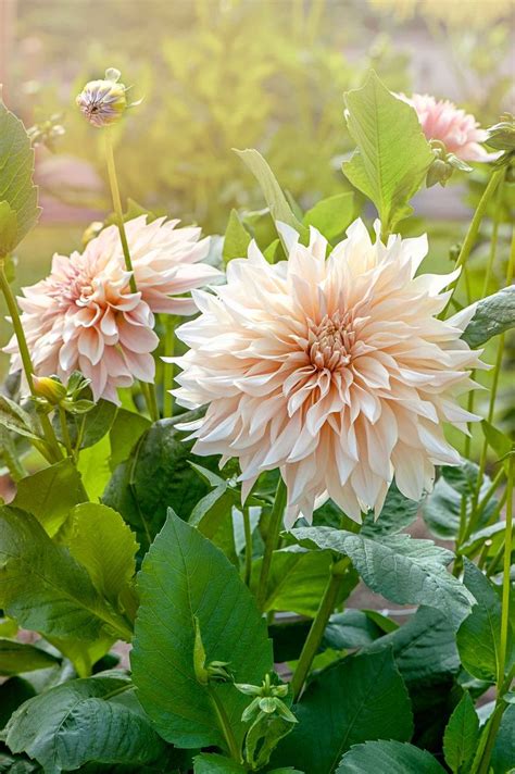 How To Grow Dahlias Follow Our Advice For Dazzling Floral Displays In