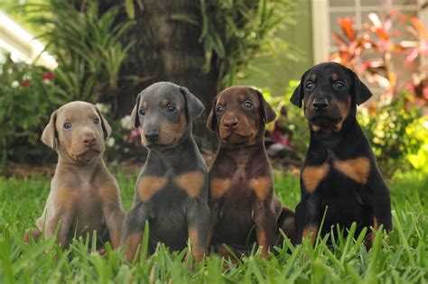 Akc Doberman Available Puppies