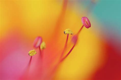 Stamen Photograph By Dave Wilson Webartz Photography Fine Art America