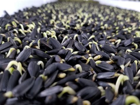Bunga matahari merupakan tanaman herba dari family asteraceae. 7 Manfaat Microgreens Bunga Matahari - De Grunteman