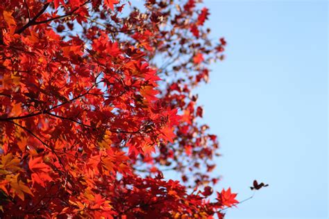 картинки : дерево, природа, филиал, небо, Солнечный лучик, цветок, Красный, Осень, ботаника ...