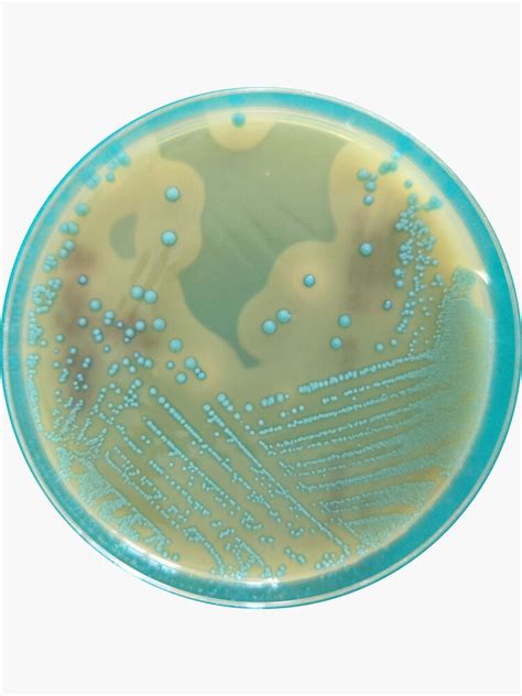Listeria Growing An Aloa Agar Sticker For Sale By Fromthelab Redbubble