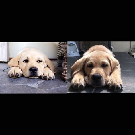 Adding weight to a lab puppy is so easy. Growth chart of Dusty the Labrador puppy | Labrador puppy ...