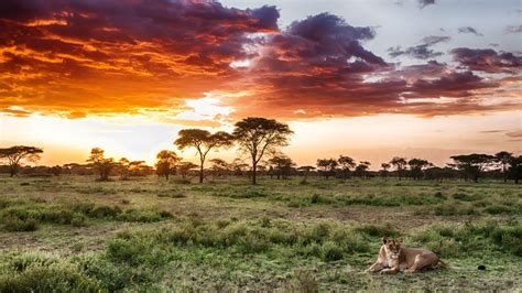 Discover Serengeti National Park Classical Safari Andbeyond