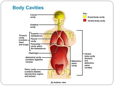 Anatomy Body Cavities Diagram Quizlet