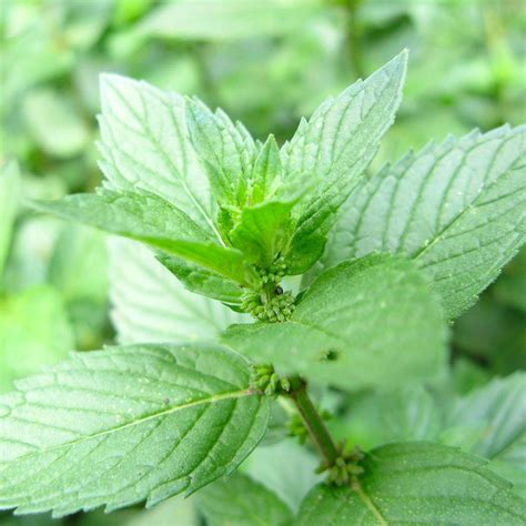 The aroma of blooming flowers, the emerging seedling breaking through homeowners can buy over the counter products labeled for tick control and thoroughly treat around their home and yard to reduce tick numbers. 11 Pest-Control Plants You Need in Your Yard | Garden ...