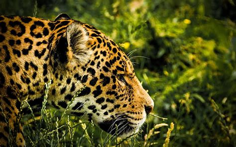 Jaguar Wildlife Predators Jungle Wild Cat Panthera Onca With