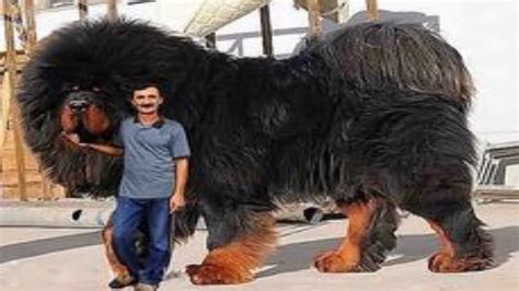 Biggest Dog On The Planet Youtube