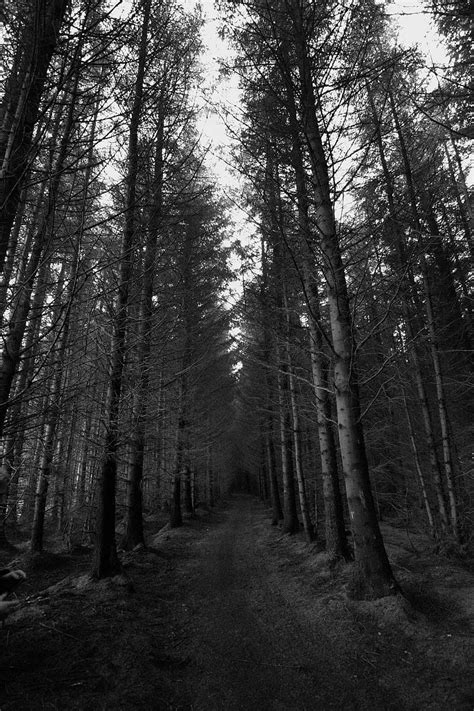1920x1080px 1080p Free Download Dark Forest Monochrome Trees