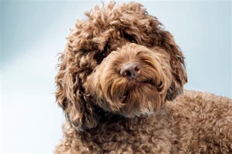 Most owners start to have their labradoodle puppy groomed by the time they reach four to six months. How to Groom a Labradoodle - Dog Grooming Tutorial