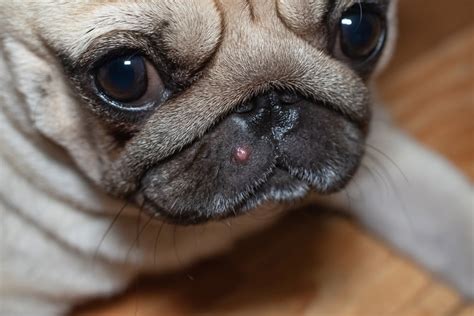 The Deal With Canine Acne And How To Treat It