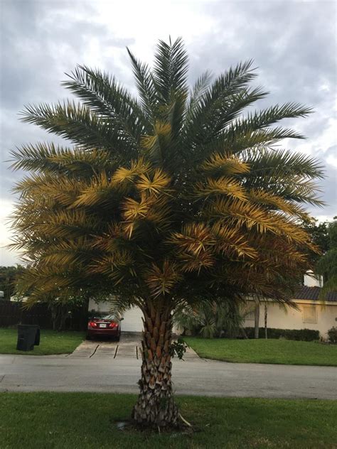 Please help. Sylvester Palm Browning Tips. - DISCUSSING PALM TREES 