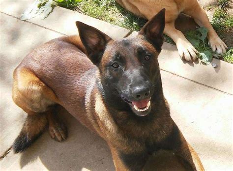 See more ideas about animals, animals beautiful, cute animals. Should You Get A Belgian Malinois As a Family Dog? - Love ...