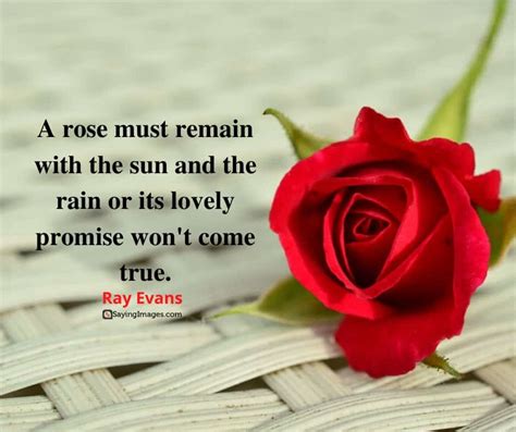 35 Amazing Roses Quotes That Celebrate Lifes Beauty