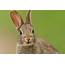 Free Photo European Rabbit  Animal Cute Download
