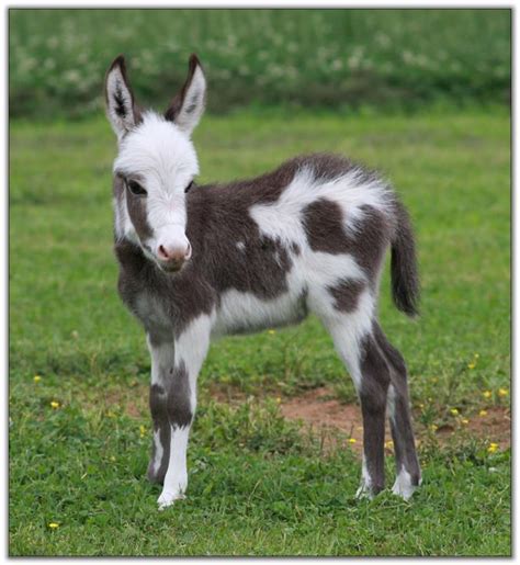 Our Newborns Miniature Donkey Babies At Haa Miniature Donkey Farm